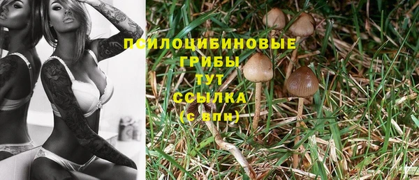 прущие грибы Аркадак